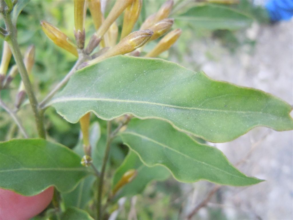 Cestrum parqui / Cestro